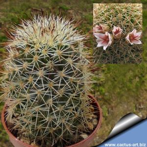 Mammillaria cerralboa (Isla Cerralbo, BCS, Mexico)