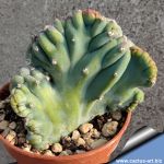 Myrtillocactus geometrizans f. cristata NEW FORM