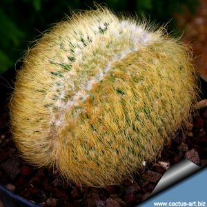 Notocactus leninghausii f. cristata