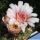 Gymnocalycium pflanzii