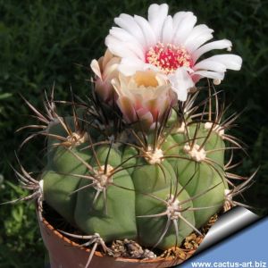 Gymnocalycium pflanzii