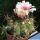 Gymnocalycium pflanzii