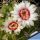 Gymnocalycium pflanzii