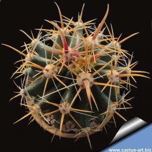 Ferocactus horridus (pale spines form)
