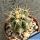 Ferocactus horridus (pale spines form)