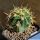 Ferocactus horridus (pale spines form)