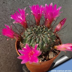 Sulcorebutia totorensis (Long spine form)