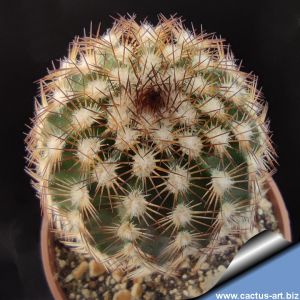 Echinocereus reichenbachii v. caespitosus fa.