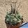 Thelocactus rinconensis cv. dark spine form