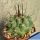 Thelocactus rinconensis cv. dark spine form