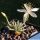 Avonia quinaria ssp. alstonii (Anacampseros quinaria ssp. alstonii)