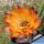 Chamaecereus hybrid cv. LINCOLN SUNKISSED