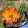 Chamaecereus hybrid cv. LINCOLN SUNKISSED