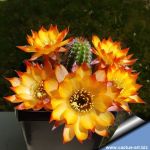Chamaecereus hybrid cv. LINCOLN SUNKISSED