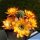 Chamaecereus hybrid cv. LINCOLN SUNKISSED