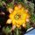 Chamaecereus hybrid cv. LINCOLN SUNKISSED