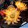 Chamaecereus hybrid cv. LINCOLN SUNKISSED