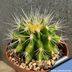 Echinocactus grusonii forma (mutant)
