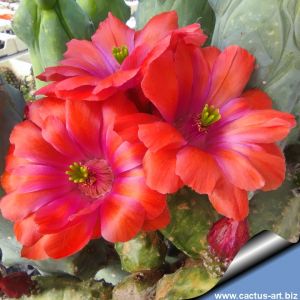 Echinocereus scheeri subsp. gentryi "cucumis" cv. HONK KONG