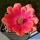 Echinocereus scheeri subsp. gentryi "cucumis" cv. HONK KONG