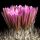 Gymnocactus beguinii (Turbinicarpus beguinii)