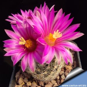 Gymnocactus beguinii (Turbinicarpus beguinii)