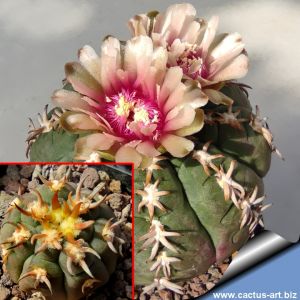 Gymnocalycium spegazzinii v. unguispinum SL44B South of Puerta Tastil, Salta, Argentina, 3000 m