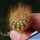 Melocactus perezassoi Cuba