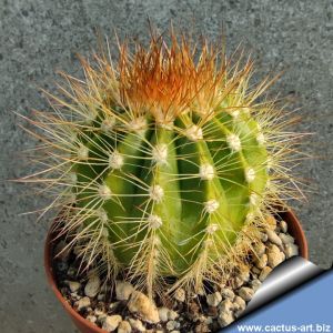 Melocactus perezassoi Cuba