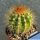 Melocactus perezassoi Cuba