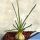 Ornithogalum juncifolium Sourh Africa