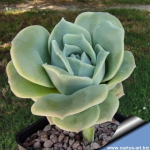 Graptoveria cv. LOVELY ROSE