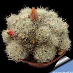 Mammillaria prolifera v. albispina