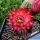 Chamaecereus hybrid cv. LINCOLN WARPAINT