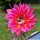 Echinopsis hybrid cv. HELLFIRE