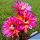 Echinopsis hybrid cv. HELLFIRE
