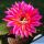 Echinopsis hybrid cv. HELLFIRE