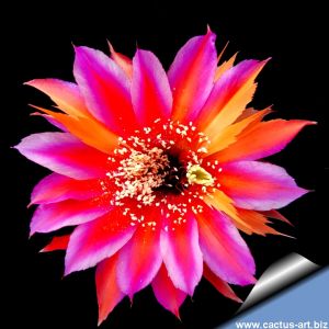 Echinopsis hybrid cv. HELLFIRE