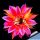 Echinopsis hybrid cv. HELLFIRE