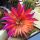 Echinopsis hybrid cv. HELLFIRE