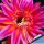 Echinopsis hybrid cv. HELLFIRE