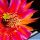 Echinopsis hybrid cv. HELLFIRE