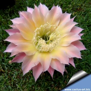 Echinopsis hybrid cv. CELESTE (Schick)