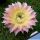 Echinopsis hybrid cv. CELESTE (Schick)
