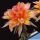 Echinopsis hybrid cv. BATTIATO