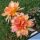 Echinopsis hybrid cv. BATTIATO