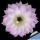 Echinopsis oxigona (multiplex)