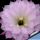 Echinopsis oxigona (multiplex)