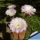 Echinopsis oxigona (multiplex)