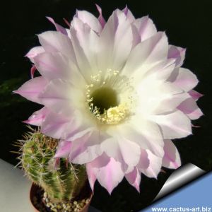 Echinopsis oxigona (multiplex)